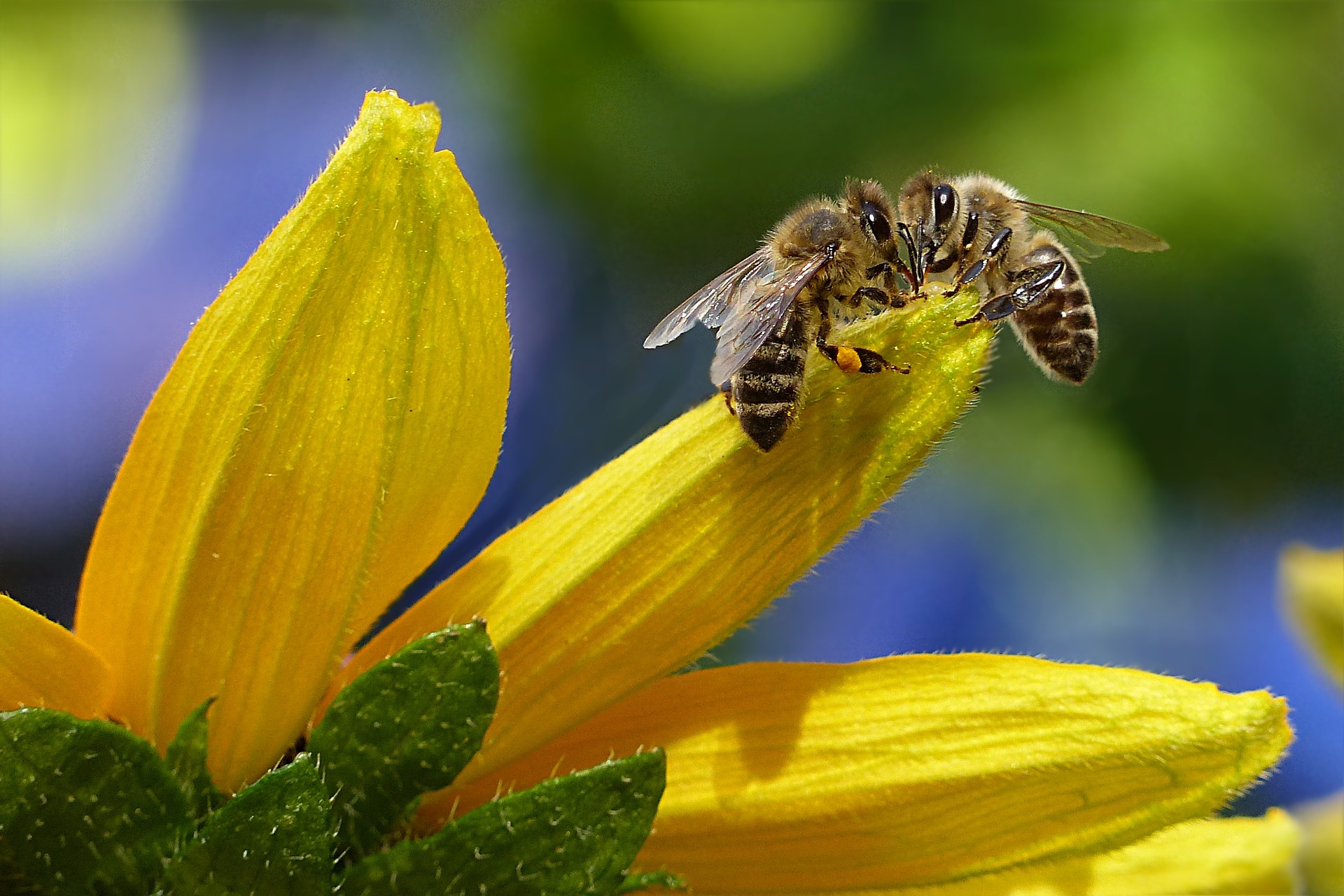 Wo befindet sich das Didaktische Zentrum für Bienen-Werte
