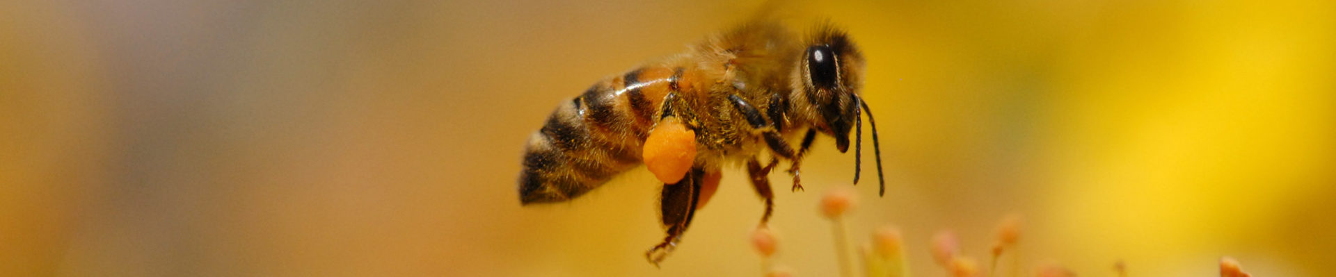Bienen-werte