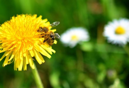 Frühlingsputz am Samstag 27. April 2024 im Didaktischen Zentrum Bienen-Werte